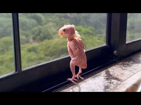This Parrot Finds Joy After Rescue — And Can’t Stop Dancing #Video
