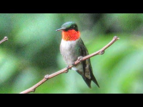 Male Ruby Throated Hummingbird