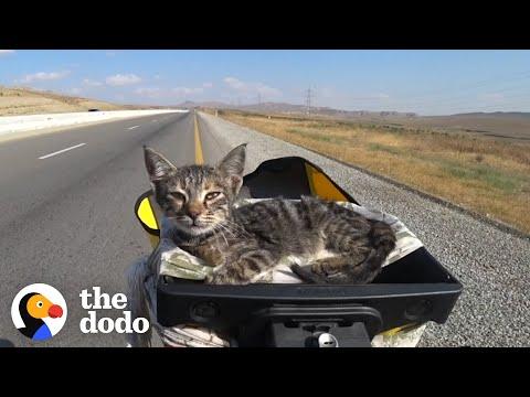 Girls On a Long Bike Trip Pick Up a Stray Kitten #Video