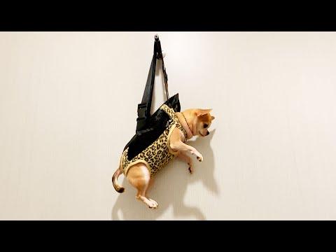 Poor Guy Was Left Hanging | Your Daily Dose Of Pets #Video