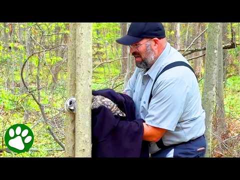 Ohio Man Rescues Baby Owl Trapped Between Trees #Video