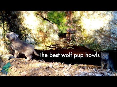 The best wolf pup howls #Video