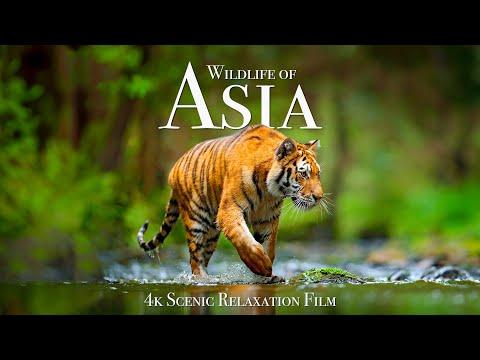 Wildlife of Asia 4K - Scenic Animal Film With Inspiring Music #Video