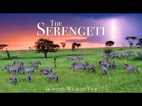 The Serengeti 4K - Scenic Wildlife Film With African Music #Video