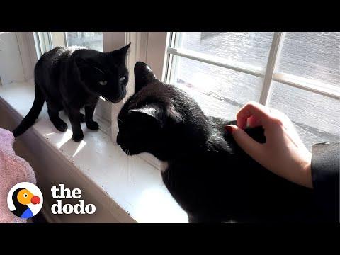 Did You Know Black Cats Are Least Likely To Be Adopted? #Video