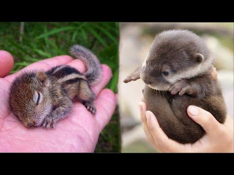 Animals SOO Cute! Cute baby animals Videos Compilation cutest moment of the animals #5