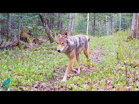 The wild residents of the Northwoods #Video