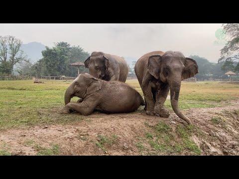 Three Rescued Elephants Accepted Each Other And Enjoying All Entire Life - ElephantNews #Video