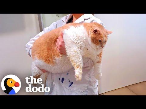 43-Pound Cat Goes On Inspirational Weight Loss Journey #Video
