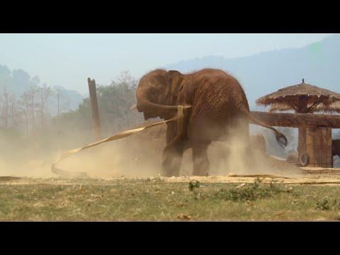 Baby Chaba's Hose Pipe Adventure - ElephantNews #Video
