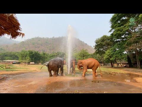 Three Rescued Elephants Can Not Wait To Enjoy Water When Valve Is Turned On - ElephantNews #Video
