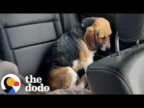 Terrified Rescue Dog Learns How To Ask For Pets #Video