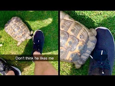 A Tortoise that Hates Shoes. Your Daily Dose Of Internet. #Video