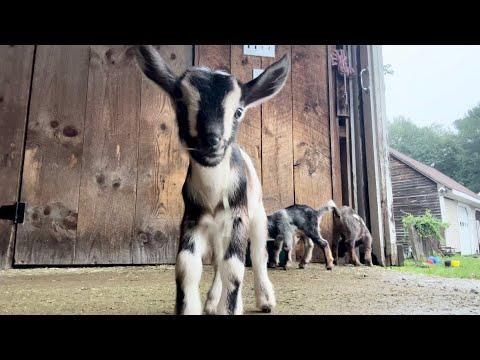 Triplet goat kids play king of the mountain #Video