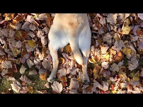 Stella's FALL Dog Brakes Video