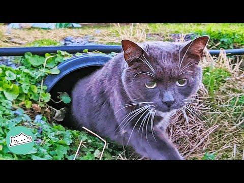 Senior Cat Found In Barn Feels Young Again In The Woods #Video