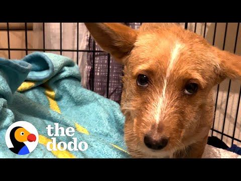 Scared Puppy Showed Up In Woman's Backyard #Video