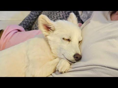 Caged dog is so happy to finally have a loving family #Video