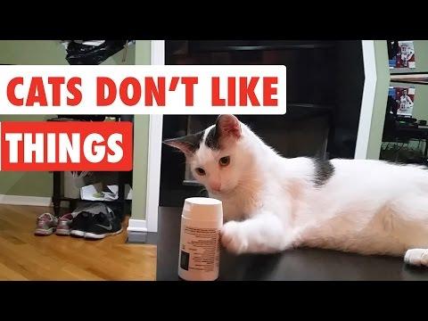 Cats Don't Like Things | Funny Cat Video Compilation