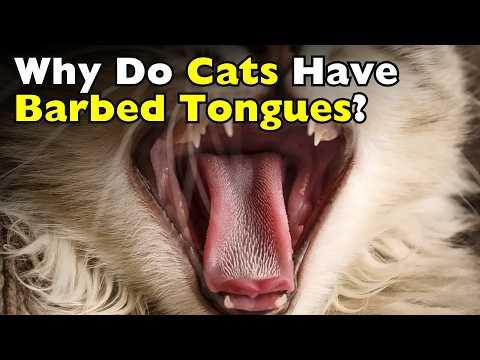 Why Do Cats Have Barbed Tongues? #Video