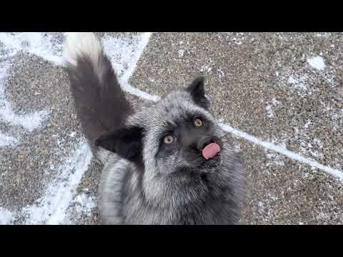 Serafina Fox chases Floofala Fox #Video