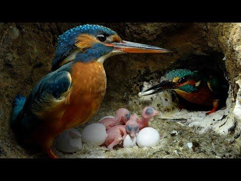 Kingfisher Chicks Hatch & Dad Eager to Feed #Video