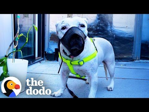 Pittie Who Needed A Muzzle Plays With A Pack Of Dogs Now #Video