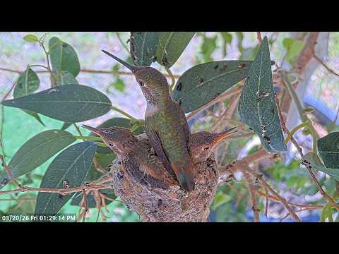 Hummingbird Chicks 19–20 Days Old Feedings, Flappies & Cuddles #Video