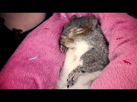 Couple moves to Florida for a squirrel #Video