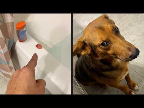 A Really Smart Dog | YOUR Daily Dose of Pets #Video