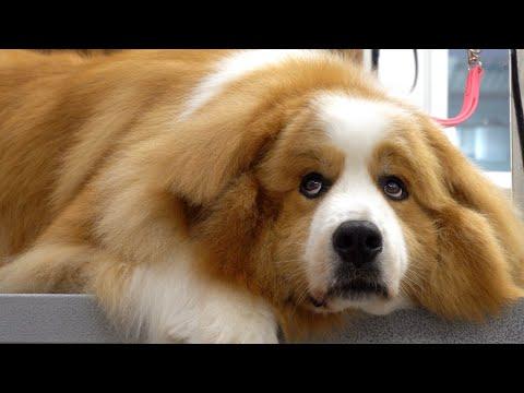 Epic transformation on Clifford The Big Red Dog | The floof is real on this one #Video