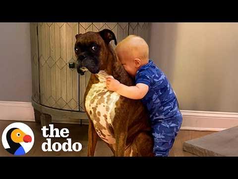 Spoiled Only-Child-Dog Gets A Baby Brother #Video