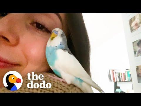 This Woman Finds An Abandoned Parakeet In New York City #Video
