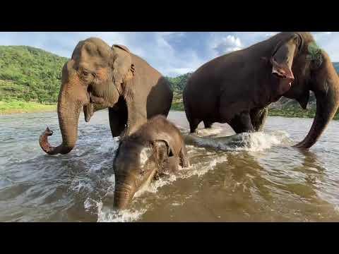 Baby Elephant Pyi Mai And Her First Time In The River - ElephantNews #Video