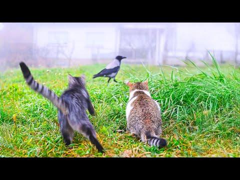 This Is Why Cats Don’t Work Together #Video This Is Why Cats Don’t Work Together #Video