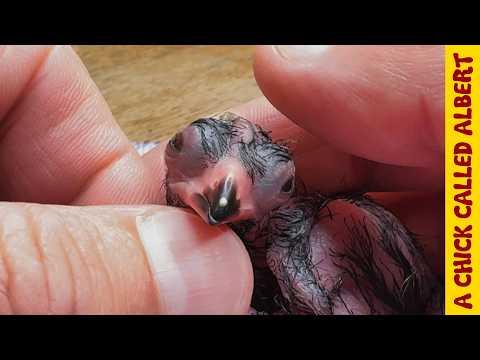 Raising Two Turacos - Giving Life to Eggs That Almost Didn't Make It #Video