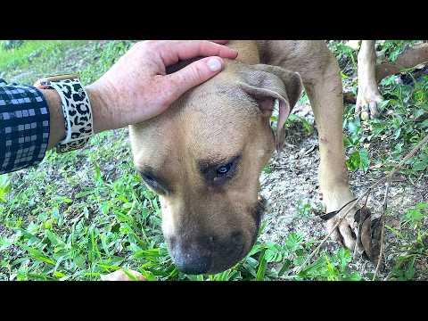 She wasn't expecting to rescue a dog that morning #Video
