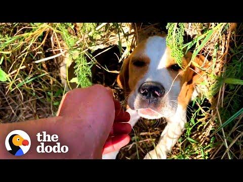 Beagle Puppy Was Left On The Side Of The Road #Video