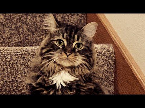 Woman raised this cat like a dog. See how that turned out. #Video