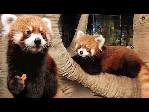 Cute Red Pandas Eating Carrots #Video