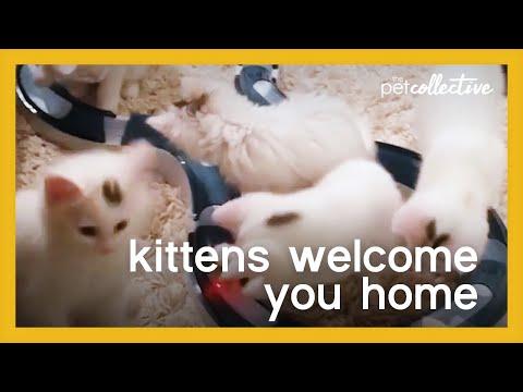 Kittens welcome home greeting Video