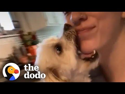 Rescue With Broken Jaw Welcomes His New Mom Home In The Strangest Way #Video