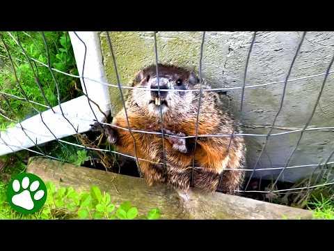Kind man rescues groundhog stuck in dog pen #Video