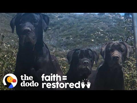 3 Huge Dogs Left On Mountain Kept Refusing To Be Rescued Video