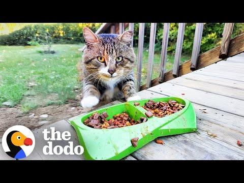 Hissing Feral Cat Transforms Into A Total Love Bug #Video