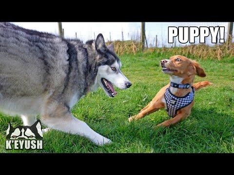 Huge Husky Calls Tiny Puppy in to Play! #Video