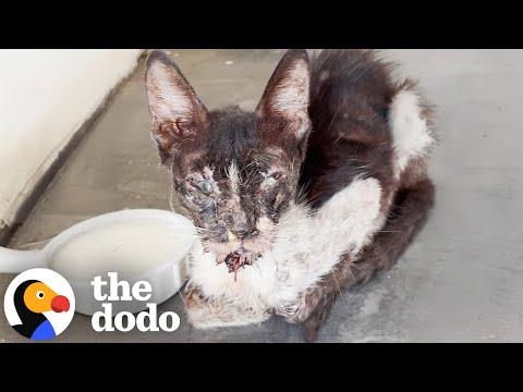 Cat Wouldn't Eat Until The Right People Figured Out What Was Wrong #Video