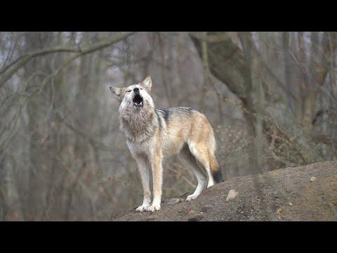 A Mysterious and Wonderful Wolf Song Video