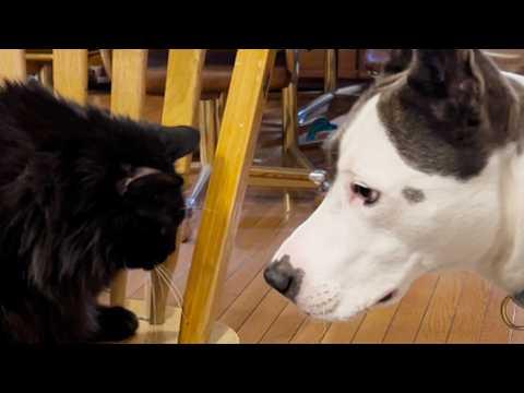 Dogs accept short spined cat that had no friends #Video