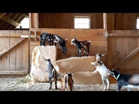 Baby Goats Gone Wild (with slow motion interlude!). Sunflower Farm Creamery.  #Video